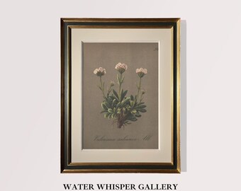 Vintage Alpine Flora Print | Antique Wildflower Illustration (Digital Download)