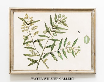 Vintage Olive Branch Print | Botanical Wall Art (Digital Download)