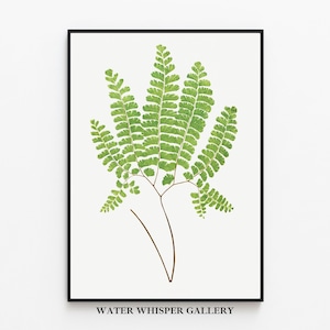 Vintage Fern Print, Vintage Plant Drawing, Fern Botanical Print, Botanical Illustration, Antique Botanical Drawing, DIGITAL PRINTABLE