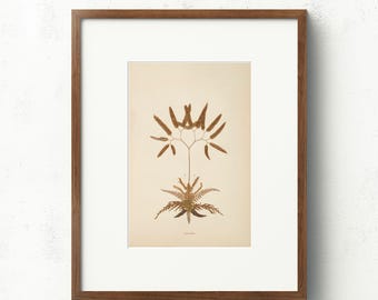 Stampa botanica vintage di felce / Schizzo di foglia pressata antica (download digitale)