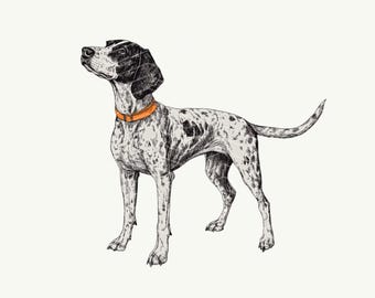 Perro de caza GSP PNG: Fondo transparente, listo para DTF (descarga digital)