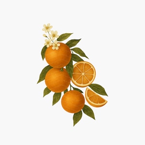 Vintage Orangen Premium PNG Design, transparenter Hintergrund | Retro Orangen PNG | Retro grafisches T-Shirt Sublimation | Vintage Orange PNG
