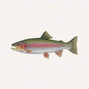 May include: A detailed illustration of a rainbow trout. The fish has a green back, a pink stripe along its side, and red and yellow accents on its head and fins. The fish is shown in profile against a white background.