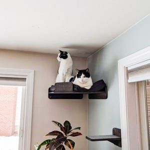 May include: Two black and white cats are perched on a corner cat shelf. The shelf is made of dark wood and has a simple design. The cats are looking at the camera.