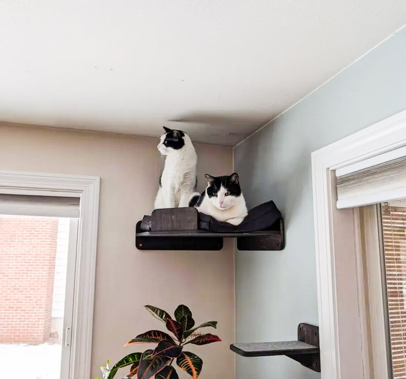 May include: Two black and white cats are perched on a corner cat shelf. The shelf is made of dark wood and has a simple design. The cats are looking at the camera.