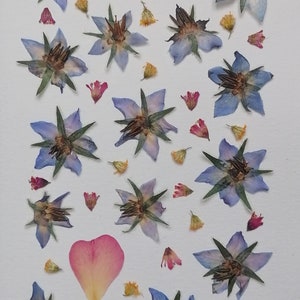 Tableau composition florale herbier artistique fait main fleurs séchées pressées bourrache et pétale de rose image 3