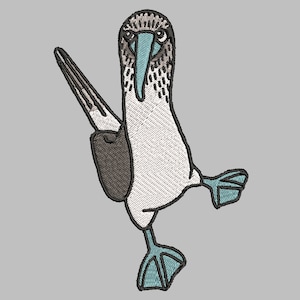 blue footed boobie