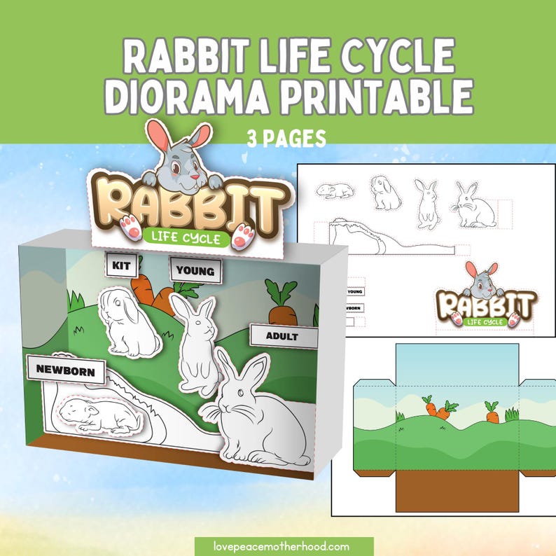 Kit Rabbit Progression Rabbit Life Cycle Rabbit Diorama Printable Rabbit Life Cycle Worksheet ...
