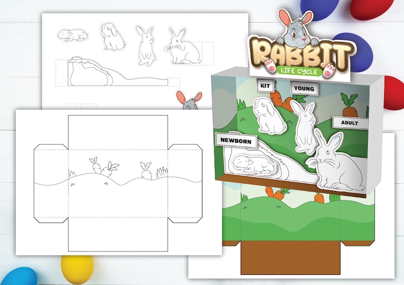 Rabbit Life Cycle Rabbit Diorama Printable Rabbit Life Cycle Worksheet ...