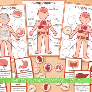 Human Anatomy Package for Kids, Preschool Curriculum, My Body Printable Activity, Organs Flashcards, montessori