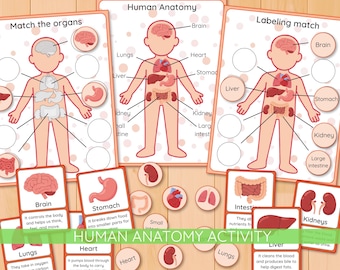 Paquete de anatomía humana para niños, currículo preescolar, actividad imprimible "Mi cuerpo", tarjetas didácticas de órganos, Montessori