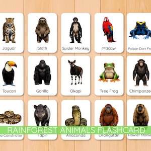 May include: A set of flashcards featuring rainforest animals. Each card displays an animal illustration with its name. Animals include a jaguar, sloth, spider monkey, macaw, poison dart frog, toucan, gorilla, okapi, tree frog, chimpanzee, boa constrictor, tapir, anaconda, orangutan, and howler monkey.