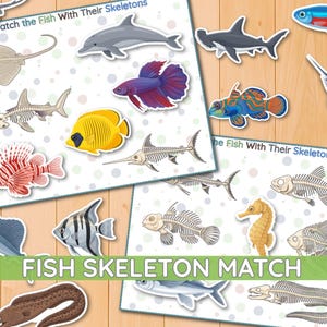 Actividad imprimible para emparejar esqueletos de peces, reconocimiento visual, juego educativo, motricidad fina, jardín de infancia, ciencias