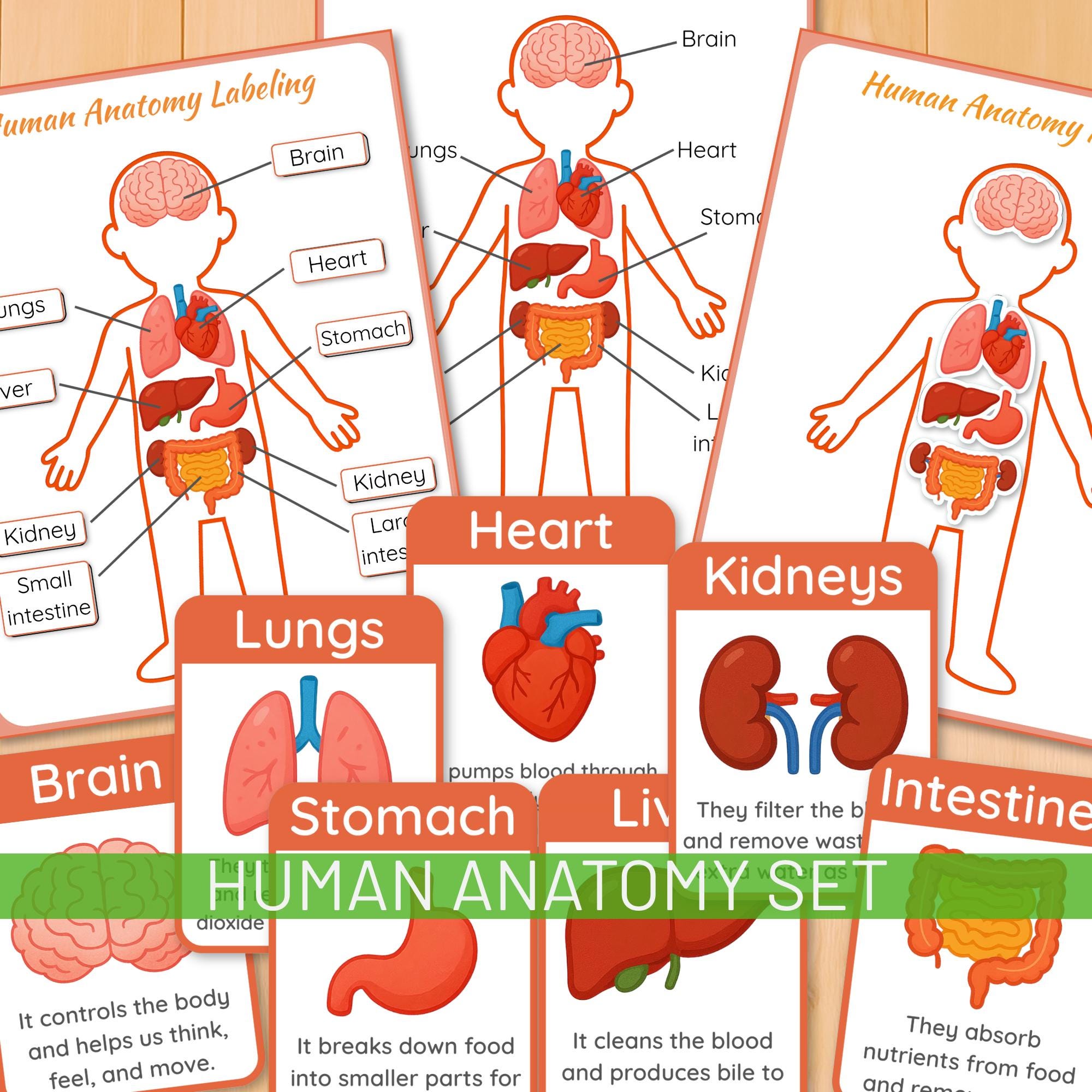 Menselijk lichaam poster - Etsy België, image size:2000x2000