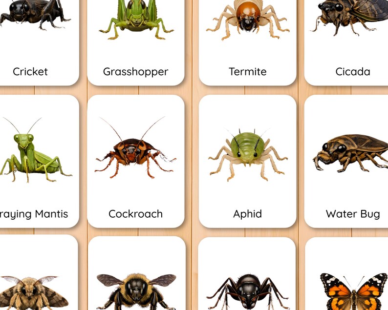 Termite Flash Card.pdf Insect Family Flashcard, Bugs Photos, Nature Science Cards for Kids ...