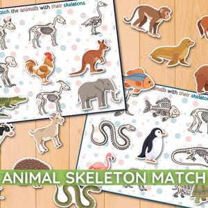 May include: An educational animal skeleton matching activity set featuring two white sheets with colourful polka dots and the text Match the animals with their skeletons. Includes various animal and skeleton cutouts like a monkey, horse, and fish.