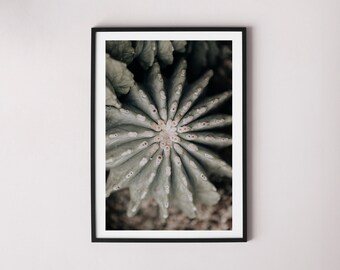 Green Cactus Prints, cactus photography, flower poster, nature print, printable wall art, plant art