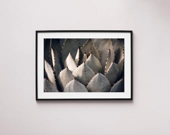 Succulent Photography Print: Modern Home Decor (Digital Download)
