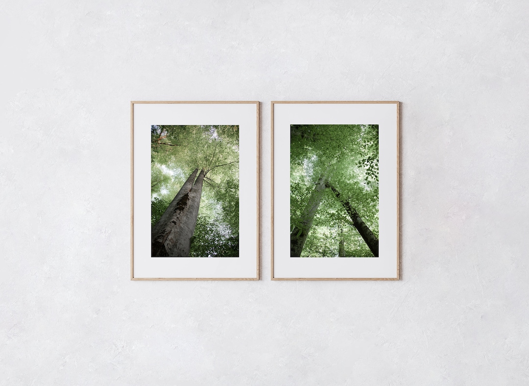 Beech Tree Printable Art, Nature Photography, Decor Room, Digital ...