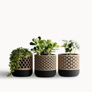 Op de afbeelding: Drie kleine potplanten met groen blad. De potten zijn cilindrisch, met een geometrisch patroon in beige en een zwarte basis. De planten omvatten een hangende variëteit, een jadeplant en een plant met ronde bladeren.