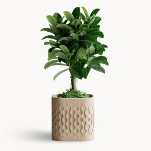 May include: A small, leafy green plant in a square, beige pot. The pot has a repeating pattern of connected teardrop shapes. The plant has a thick, brown stem and is surrounded by green moss.