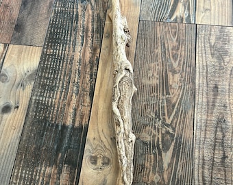 Bacchetta magica Valley Oak