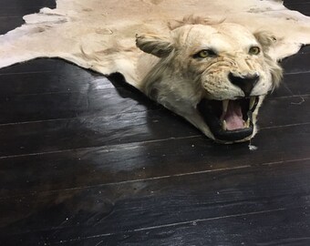 50 year old Lion Rug