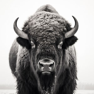 May include: A black and white photograph of a bison with a thick coat of fur. The bison is looking directly at the camera with a serious expression. The bison's horns are visible and its nostrils are flared.