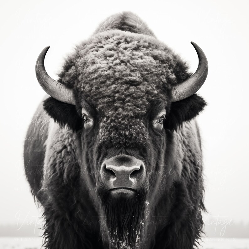 May include: A black and white photograph of a bison with a thick coat of fur. The bison is looking directly at the camera with a serious expression. The bison's horns are visible and its nostrils are flared.