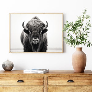 May include: Black and white photograph of a bison looking directly at the camera. The bison is in focus, while the background is blurred.