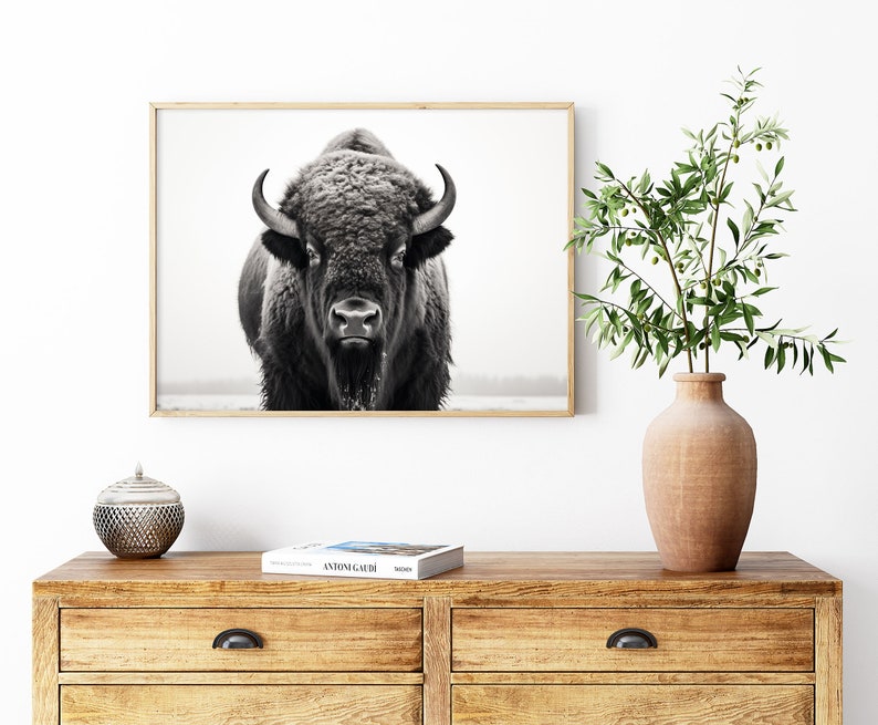 May include: Black and white photograph of a bison looking directly at the camera. The bison is in focus, while the background is blurred.