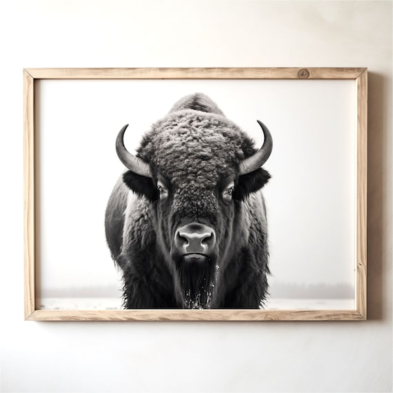 Vintage American Bison Portrait: Rustic Farmhouse Photo (Digital Download)