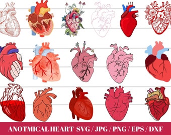 Anatomical Heart svg bundle, Flower Heart Svg, Human Heart Svg, Anatomy Svg, Heart SVG, Medical Svg, Cut File For Cricut,