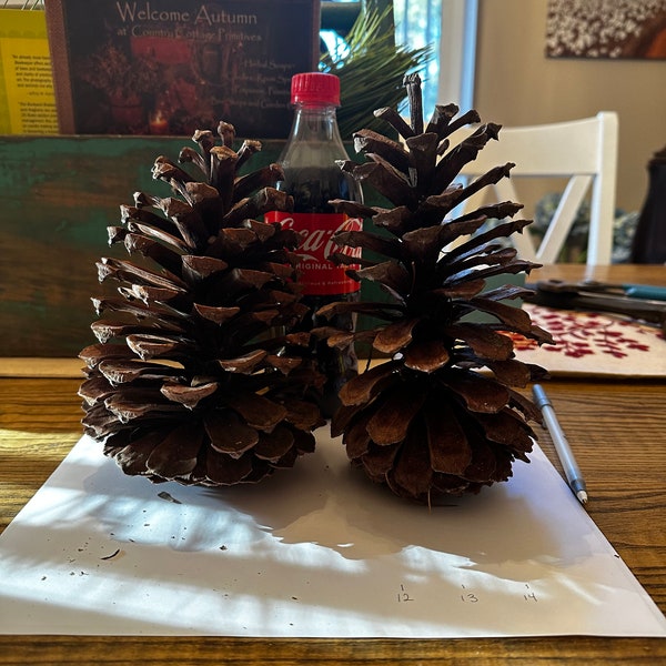 8-9" Jumbo Pine Cone, Large Pine Cone, Jumbo Pinecone, Large Pinecone, Huge Pine Cone, Huge Pinecone, Pine Cone Craft, Pinecone Decoration