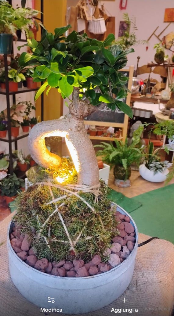 blüht glücksfeder Glücksfeder in weißem Blumentopf - Zamioculcas zamiifolia main image 0
