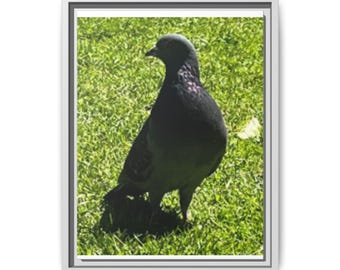 Pigeon on Grass Matte Canvas Print (Framed)
