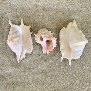 May include: Three seashells on a sandy surface. The shells are a light pink and white color. Two of the shells are large and have a pointed shape. The third shell is smaller and has a more rounded shape.