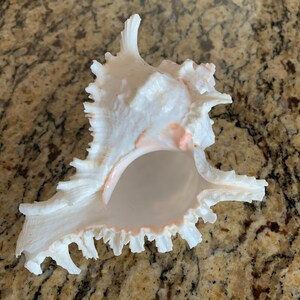 May include: A large, white seashell with a pink interior and intricate, spiky edges. The shell is lying on a brown, speckled surface.