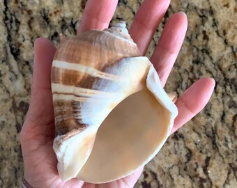 May include: A large, brown and white seashell with a wide opening. The shell has a spiral pattern and is smooth to the touch.