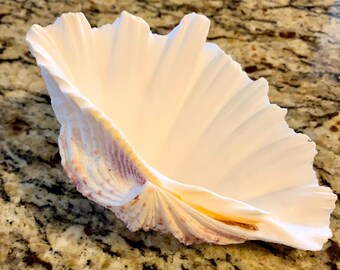 Medium White Brown Clam Seashell. Natural Authentic Seashell . Craft Supply Home Decor Wedding Decor Ocean Beach Seashore Nautical