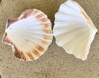 May include: Two scallop shells, one with a brown and white pattern and the other with a white and orange pattern, are displayed on a sandy surface.
