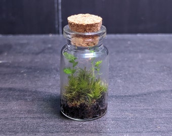 Mini Moss Terrarium