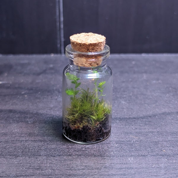 Mini Moss Terrarium