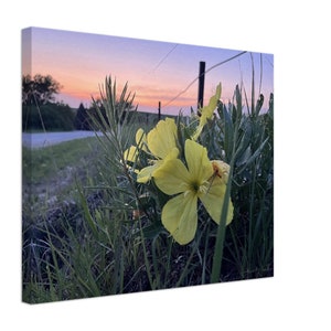 Primrose Evening