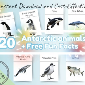 24 Flashcards Montessori de animais antárticos com curiosidades: cartões flash educativos e divertidos para impressão para bebês, pré-escolares e crianças