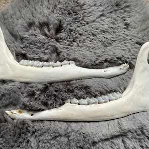 Deer Jaw