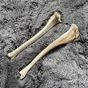 以下が含まれることがあります： 灰色のふわふわした表面に、2本の長い白い動物の骨が置かれています。骨は滑らかで、わずかに曲がっています。