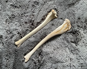 鹿の牛の下腿骨 鹿の骨 蹄 準備済み - Etsy 日本