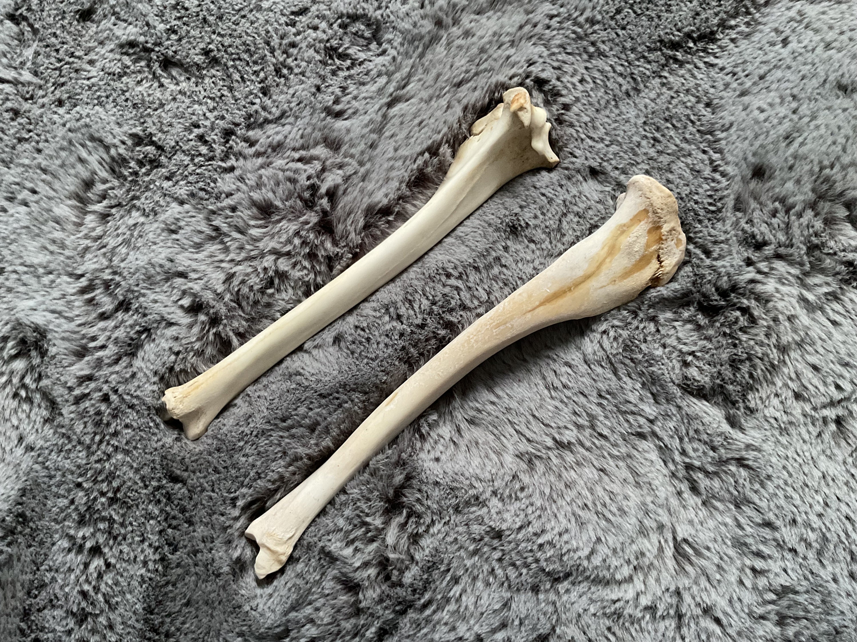 Deer Leg Bones - Etsy