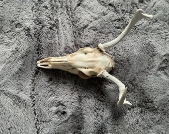 Whitetail buck skull with antlers